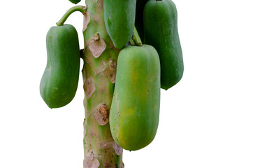 Papaya tree on the white background (clipping path)