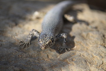 lizard on rock