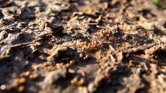 Termite walking on the wood