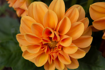 Close up of colourful orange Dahlia flower