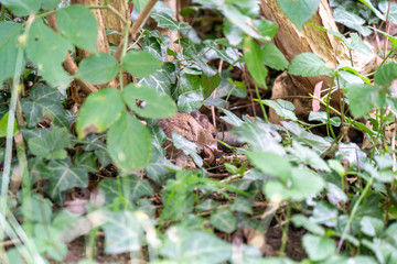 Maus versteckt sich im Geb&uuml;sch beim Essen