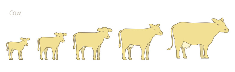 Stages of cow growth set. Milk farm. Breeding cow. Beefs production. Cattle raising. Calf grow up animation progression. Flat vector.