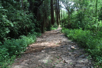 Fototapeta premium path in forest