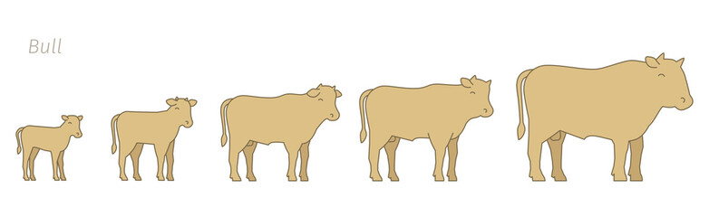 Bull animal farm. Stages of beefs growth set. Breeding beef production. Cattle raising. Calf grow up animation progression. Flat vector.