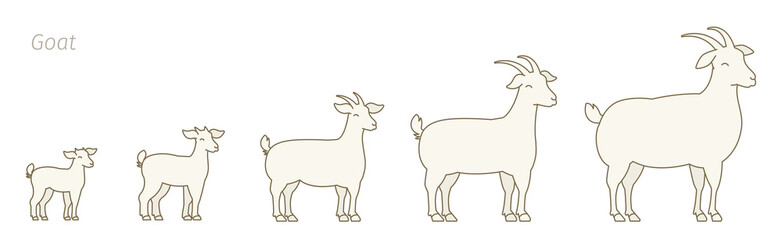 Stages of goats growth set. Animal farm. Breeding wool production raising. Lamb grow up animation progression. Flat vector.