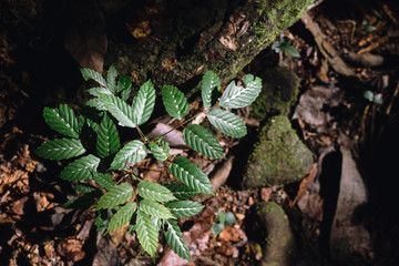 Little tree grow on the ground in the forest.