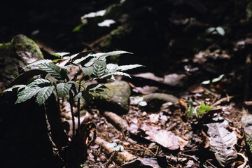 Little tree grow on the ground in the forest.