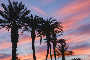 Obraz na płótnie Canvas Avenue of palm trees at sunset