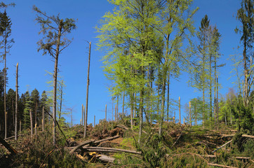 Windbruch im Wald nach Sturm, Bayern, Deutschland, Europa