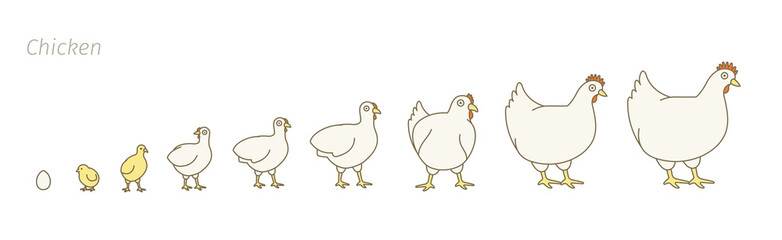 Chicken farm. Stages of poultry growth set. Breeding fowl. Hen production. Chicken raising. Chick grow up animation progression. Flat vector.