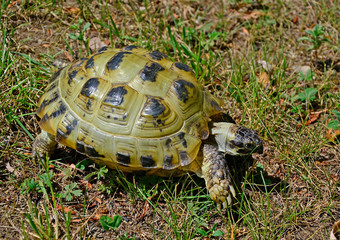  Tortoise walking on the grass.
