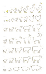 Grow up animal set. Farm stages of growth set. Breeding husbandry production. Animation progression. Cow and bull, duck and chicken. Sheep and pig. Flat vector.