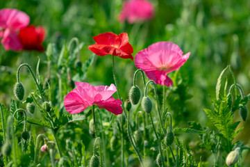 Pink flower of corn poppy, Papaver rhoeas