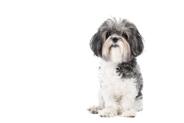 Cute, black white and grey Bichon Havanese dog sitting obedient and looking to the camera. Isolated on white background