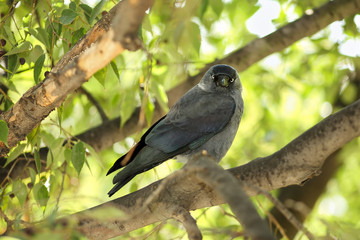 Young Western jackdaw (Corvus monedula) sitting on a branch of a European nettle tree (Celtis australis) and looking curiously to the camera
