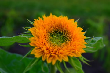 Sunflower teddy bear with dew drops 