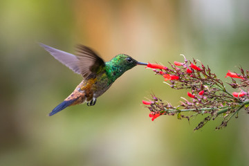 A Copper-rumped hummingbird feeding on a red antigua heat flower in a tropical garden.