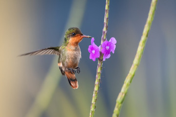 A female Tufted Coquette hummingbird feeding on a purple Vervein flower.