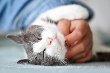 Close up of a beautiful cat with closed eyes enjoying snuggling with its human