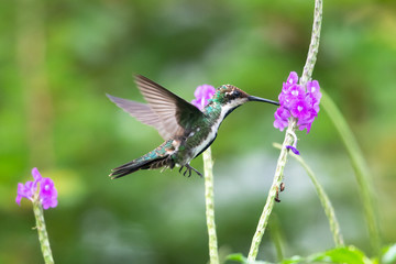 A female Black-throated Mango feeding on a vervain plant in a tropical garden.