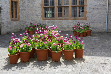 Fototapeta na wymiar Pots of tulips growing in a courtyard