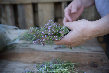 creeping thyme in hand 