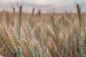 Ears of wheat on the field.