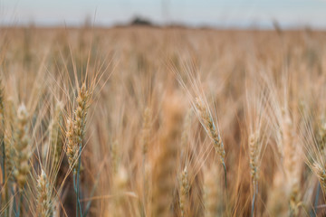 Ears of wheat on the field.