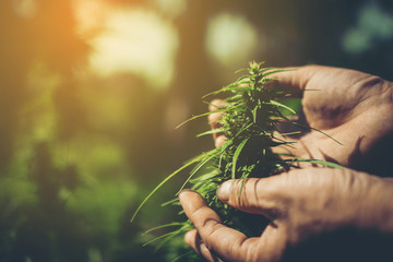 Hand of farmer holding cannabis at farm. - obrazy, fototapety, plakaty