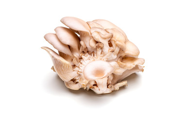 Studio shot of a fresh oyster mushroom bush isolated on a white background