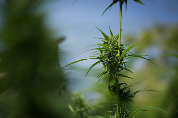 Cannabis for life of everybody in the world.