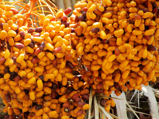 Date ripe and raw fruits in summer time