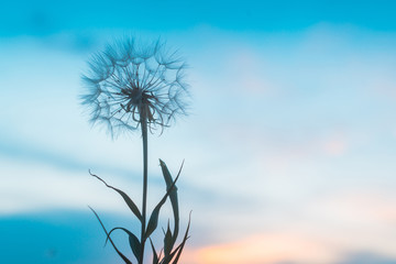 Dandelion on the background of the sunset sky.