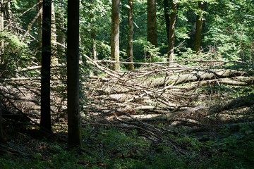 Umgestürzte Bäume im Wald