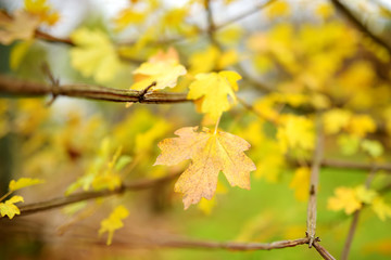 Beautiful golden leaves on a tree branch on autumn day