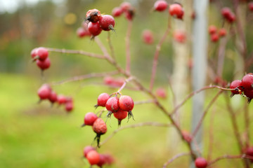 A branch of red wild rose hips on autumn day