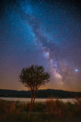 Fototapeta na wymiar A tree and the Milky Way in vertical on the swamp of Yesa, vertical photo