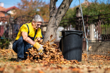 Senior collecting fallen autumn leaves in the yard
