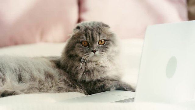 slow motion of cute cat lying on bed and licking nose near laptop in bedroom 