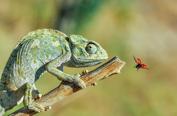 Macro shots, Beautiful nature scene green chameleon 
