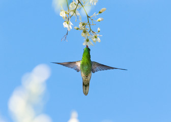 A White-tailed Golden throat hummingbird, Polytmus guainumbi,  feeding on white Moringa flowers in the blue sky with wings outstretched. 