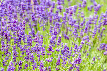Obraz premium Garden lavender flowers, purple background.