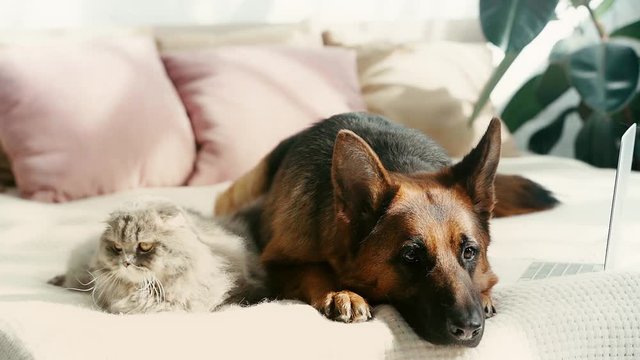 slow-motion of cute purebred german shepherd dog and grey cat lying on bed and waving tails near laptop