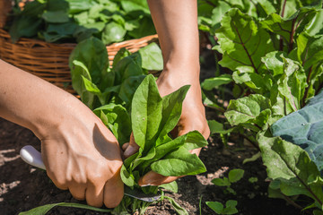 Farmer in the garden harvesting spinach, fresh farm vegetable, harvest in organic farm