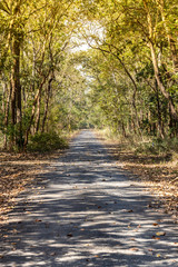 Country road with trees along
