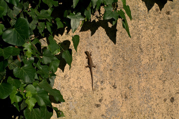 ivy on the wall,lizard,reptile,animal,green,summer,sun,ivy, branch,