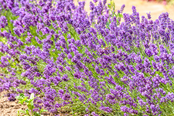 Blooming lavender on field or purple lavender flowers in the garden