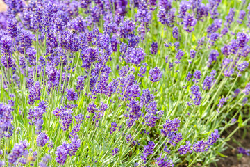 Fototapeta premium Flower of lavender in the garden. Flowers background.