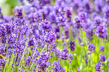 Naklejka premium Field of lavender flower, purple nature background