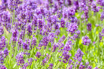 Field of lavender flower, purple nature background